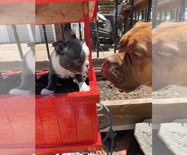 Medium Photo #1  Breeder Profile in FREDONIA, KS, USA