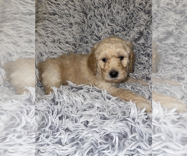 Medium Photo #1  Breeder Profile in GRAND PRAIRIE, TX, USA