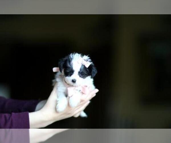 Medium Photo #9  Breeder Profile in PEMBROKE PINES, FL, USA