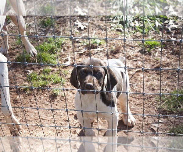 Medium Photo #1  Breeder Profile in PROSPECT, VA, USA