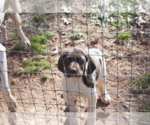 Main photo of German Shorthaired Pointer Dog Breeder near PROSPECT, VA, USA