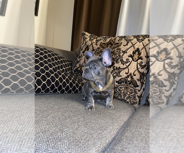 Medium Photo #1  Breeder Profile in STOCKTON, CA, USA