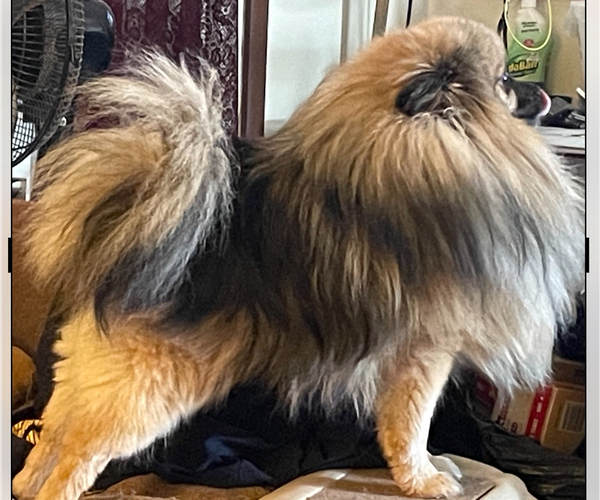 Medium Photo #2  Breeder Profile in HARRISVILLE, MI, USA