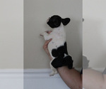 Small #14 Breeder Profile image