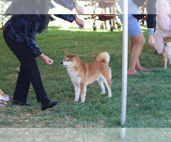 Medium Photo #22  Breeder Profile in THOMASTON, GA, USA