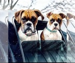 Small #12 Breeder Profile image