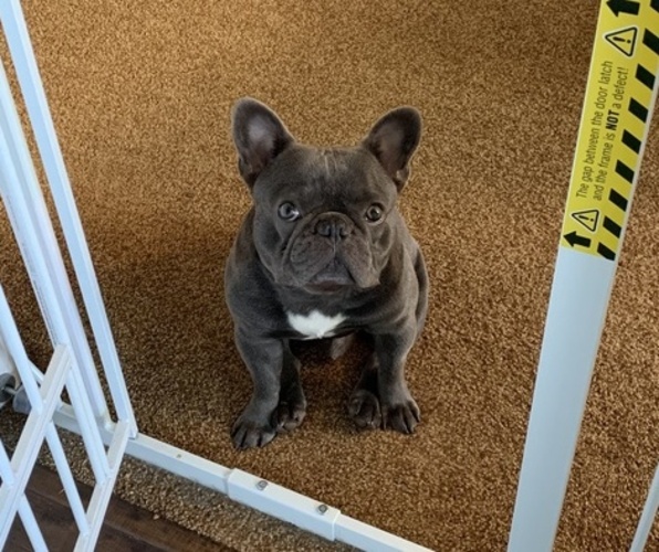 Medium Photo #4  Breeder Profile in SANTA ANA, CA, USA