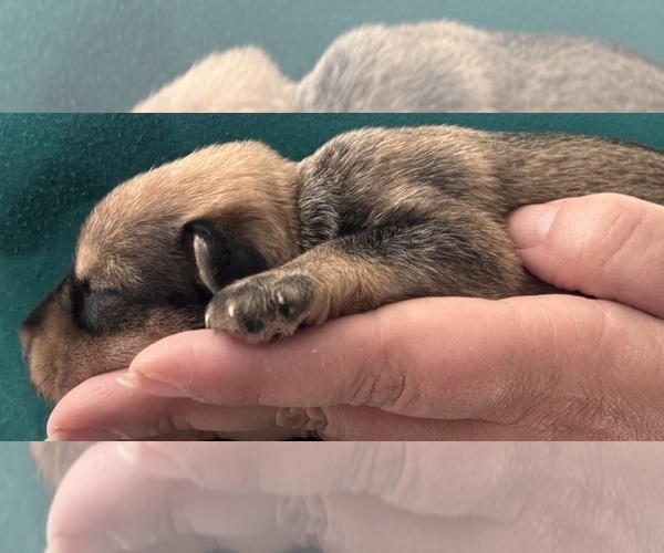 Medium Photo #5  Breeder Profile in FAIRFIELD, CA, USA