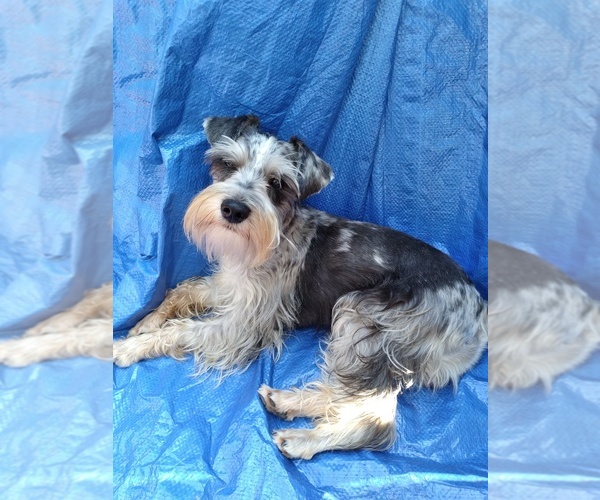 Medium Photo #1  Breeder Profile in ELLISVILLE, MS, USA