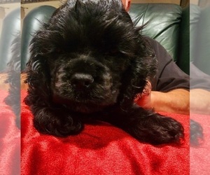 Cocker Spaniel Dog Breeder near HUFFMAN, TX, USA