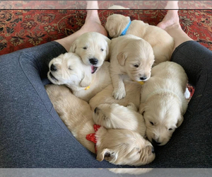 Main photo of Golden Retriever Dog Breeder near SMITHFIELD, VA, USA