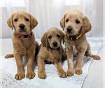 Small breeder photo