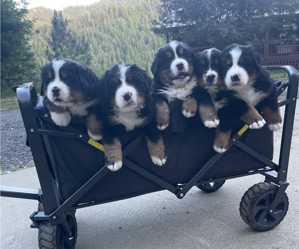 Medium Photo #2  Breeder Profile in SAINT MARIES, ID, USA