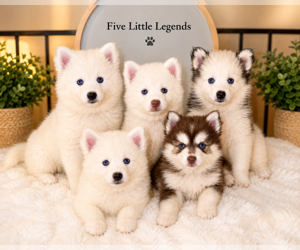 Medium Photo #1  Breeder Profile in LINCOLN, NE, USA