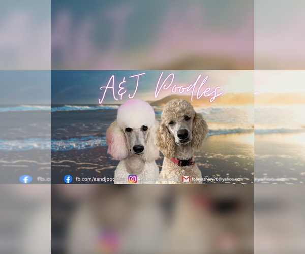 Medium Photo #1  Breeder Profile in MELBOURNE, FL, USA