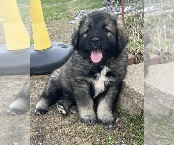 Medium Photo #34  Breeder Profile in TWINING, MI, USA