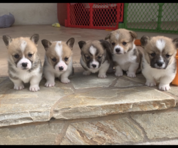 Medium Photo #37  Breeder Profile in MIDLOTHIAN, TX, USA