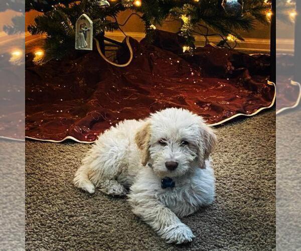 Medium Photo #12  Breeder Profile in LONGMONT, CO, USA