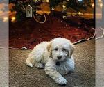Small #11 Breeder Profile image