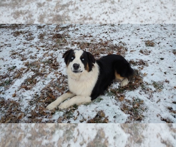 Medium Photo #1  Breeder Profile in DAYTON, OH, USA