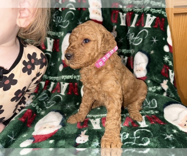 Medium Photo #20  Breeder Profile in HAZEL GREEN, KY, USA