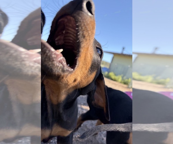Medium Photo #18  Breeder Profile in HAMMOND RANCH, CA, USA