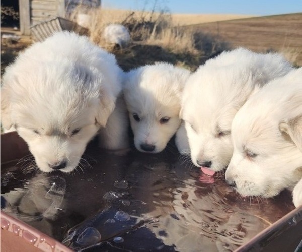 Medium Photo #1  Breeder Profile in PRESCOTT, WA, USA