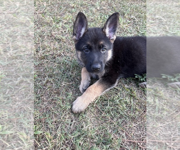 Medium Photo #13  Breeder Profile in COWARTS, AL, USA