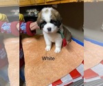 Small #3 Breeder Profile image