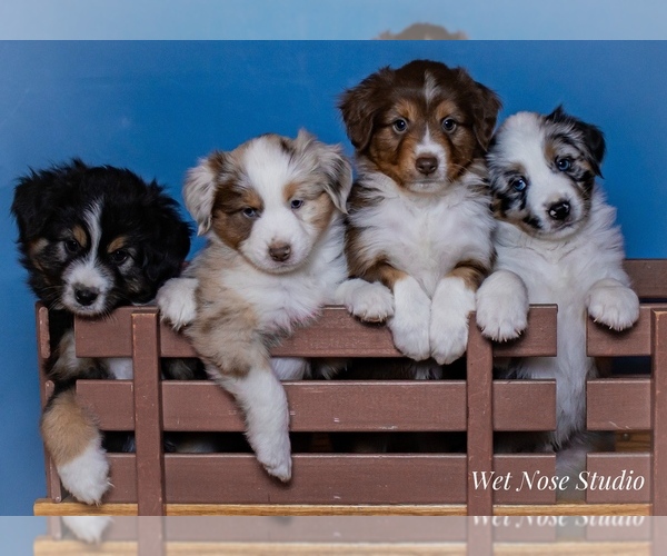 Medium Photo #1  Breeder Profile in NEW CONCORD, OH, USA
