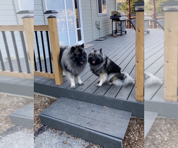 Medium Photo #1  Breeder Profile in NAMPA, ID, USA