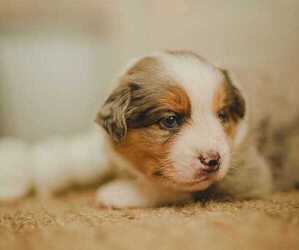 Miniature Australian Shepherd Dog Breeder near WINTER GARDEN, FL, USA