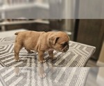 Small #9 Breeder Profile image