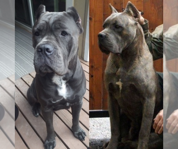 Medium Photo #1  Breeder Profile in SEATTLE, WA, USA