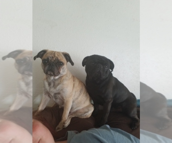 Medium Photo #1  Breeder Profile in COLBURN, IN, USA