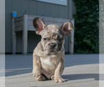 Small breeder photo
