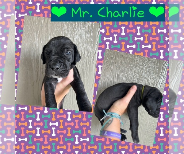 Medium Photo #6  Breeder Profile in AMARILLO, TX, USA