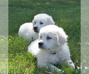 English Cream Golden Retriever Dog Breeder near LITTLETON, CO, USA