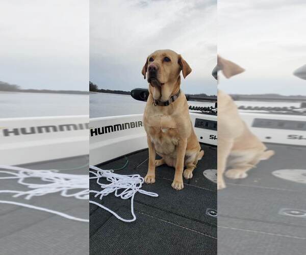 Medium Photo #1  Breeder Profile in NEKOOSA, WI, USA