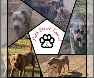 Medium Breeder Profile Photo