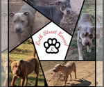 Small breeder photo