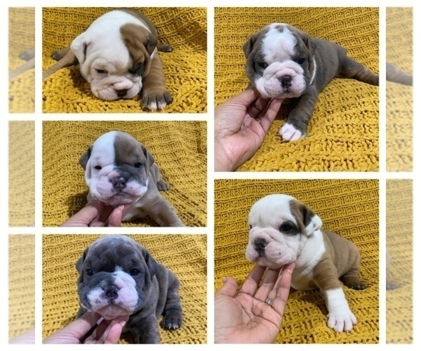 Medium Photo #1  Breeder Profile in SANTA ANA, CA, USA