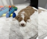 Small #2 Breeder Profile image
