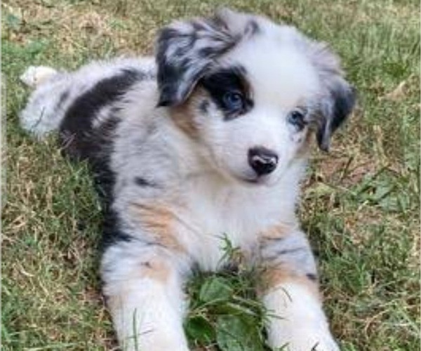 Medium Photo #10  Breeder Profile in BLACKSBURG, SC, USA