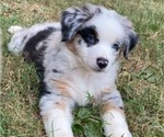 Small #9 Breeder Profile image