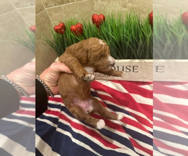Medium Photo #7  Breeder Profile in ONTARIO, CA, USA