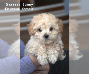 Aussie-Corgi Dog Breeder near CLARE, MI, USA