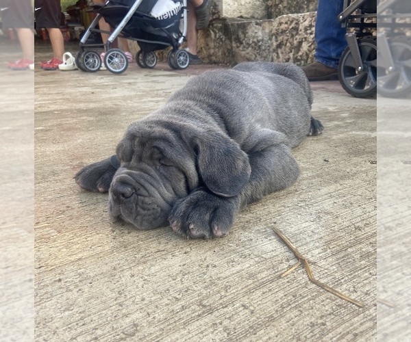 Medium Photo #2  Breeder Profile in SAN MARCOS, TX, USA