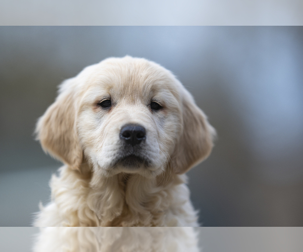 Medium Photo #9  Breeder Profile in ROWLEY, MA, USA
