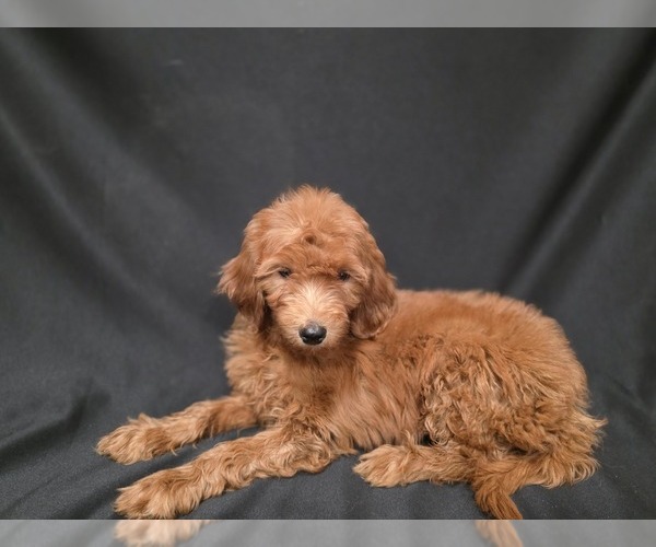 Medium Photo #5  Breeder Profile in DUBLIN, TX, USA